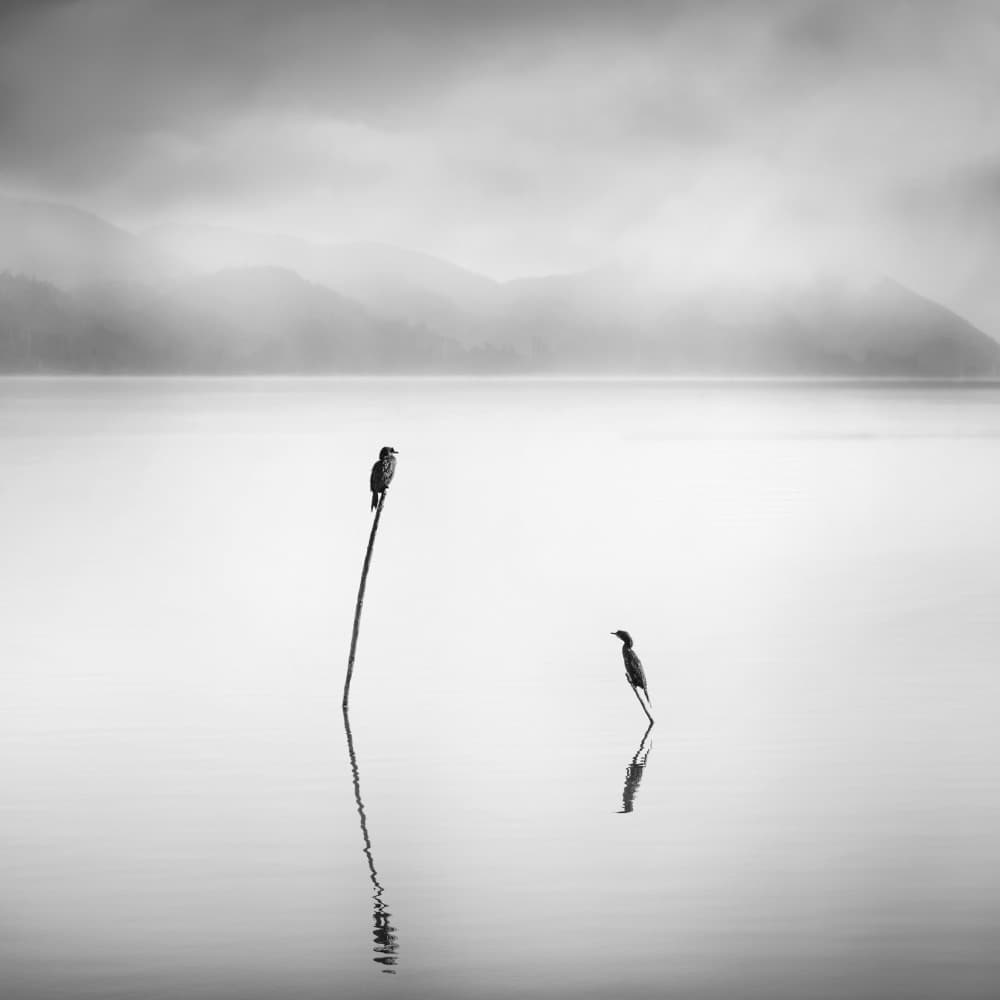 Misty Lake Birds by George Digalakis — canvas wall art