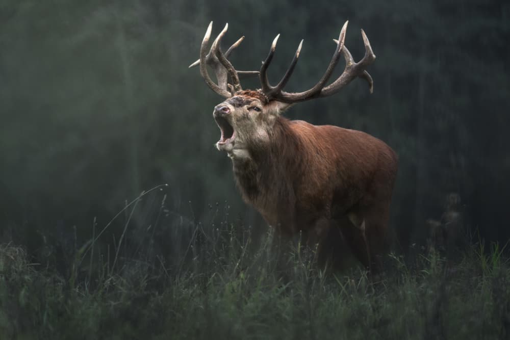 Roaring Forest Stag by Olga Rudchenko — canvas wall art