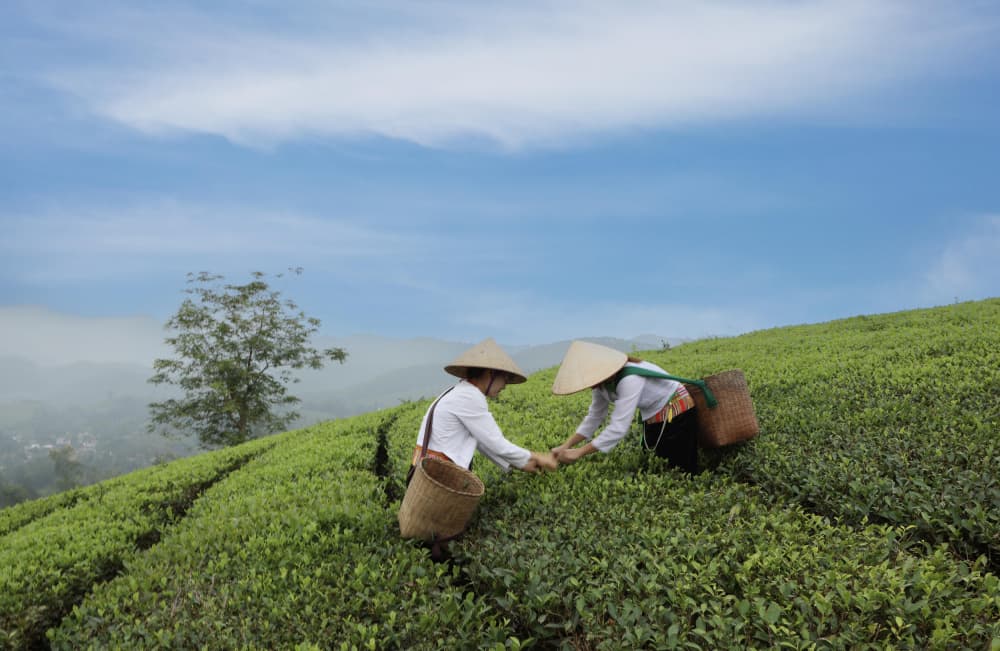 Green Tea Field Harvest by Clas Gustafson PRO — canvas wall art