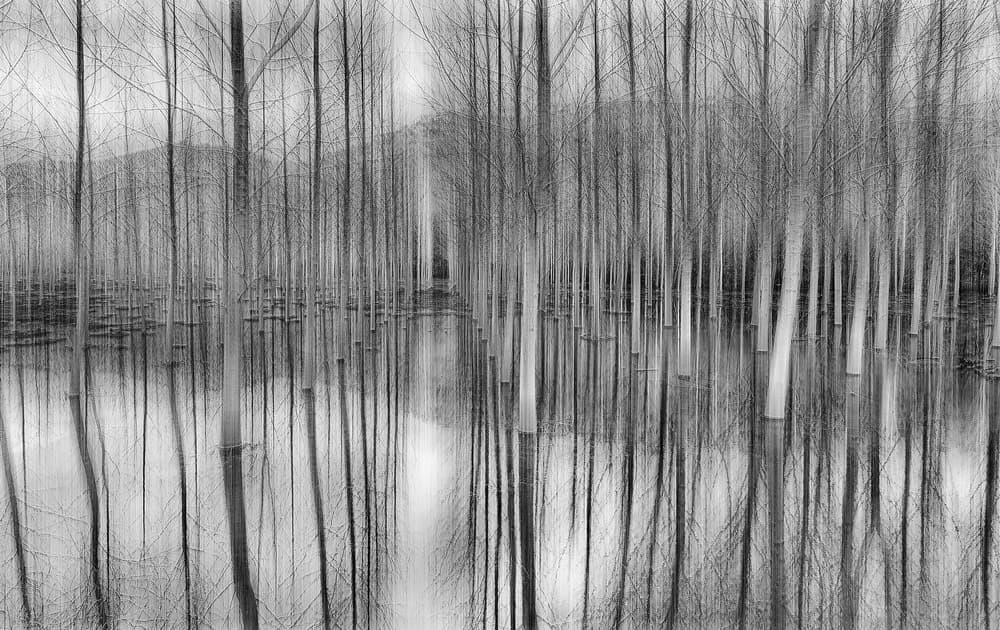 Bare Trees Reflections by Fran Osuna — canvas wall art