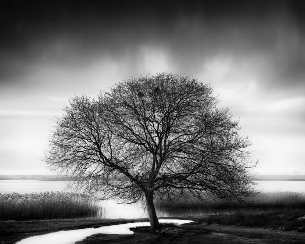 Solitary Tree Lake Path by George Digalakis — canvas wall art