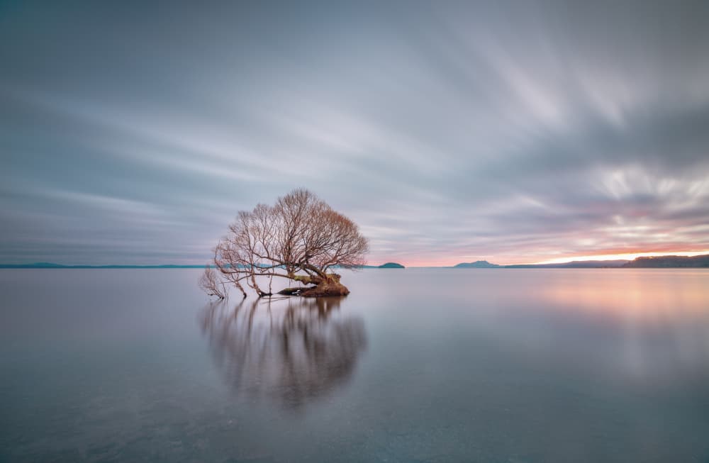 Lone Tree Reflection by Jana Luo — canvas wall art