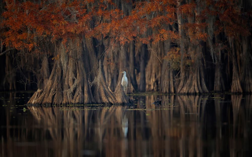 Egret in Autumn Swamp by Michael Zheng — canvas wall art