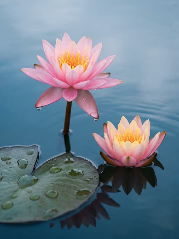 Serene Water Lilies by Andreas Magnusson — canvas wall art