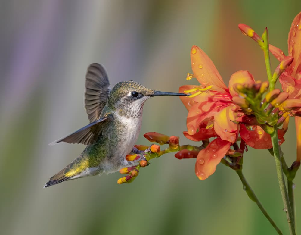 Hummingbird on Orange Bloom by Molly Fu APA — canvas wall art