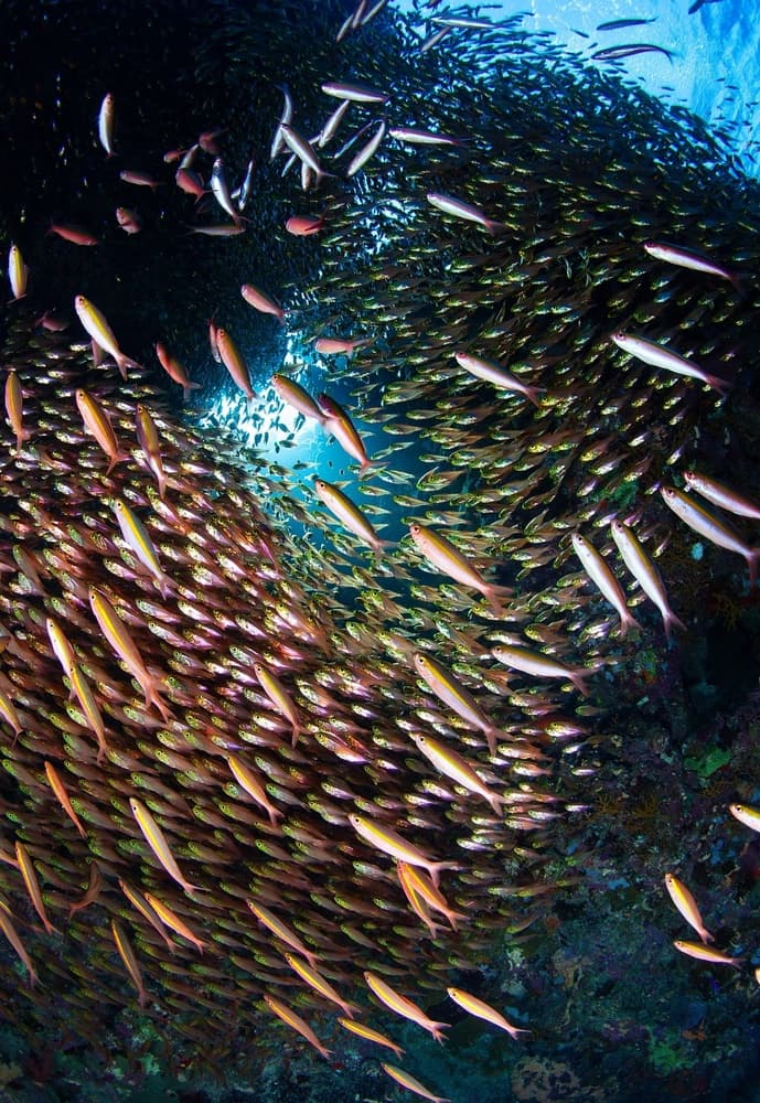 Shimmering School of Fish by Andrey Narchuk — canvas wall art