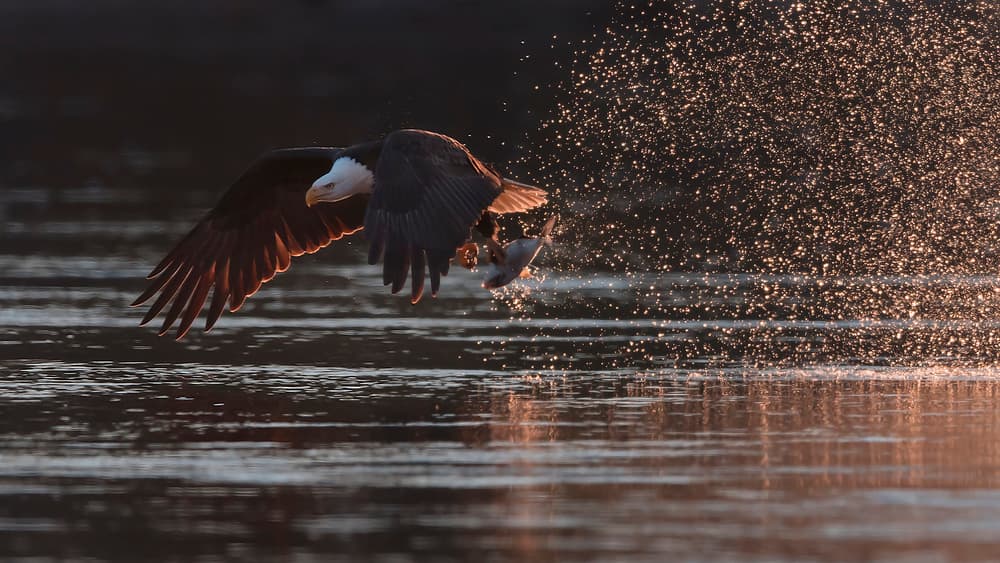 Eagle's Golden Catch by Tao Huang — canvas wall art
