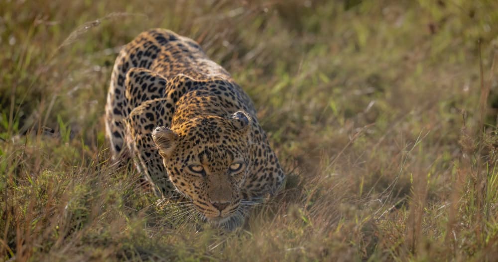 Intense Leopard Stalk by Dirk Koster — canvas wall art