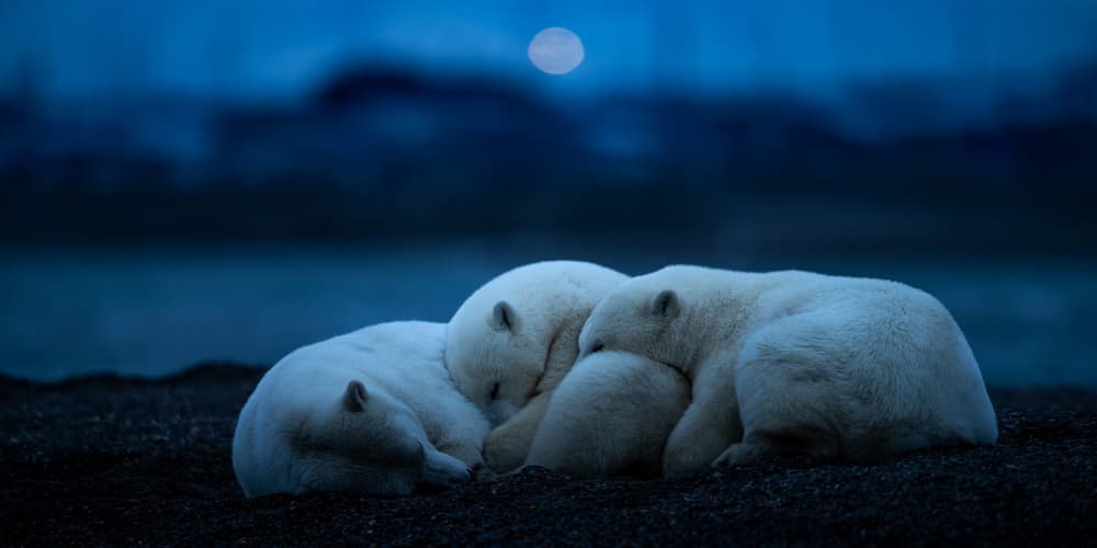 Moonlit Polar Bear Slumber by Hung Tsui — canvas wall art