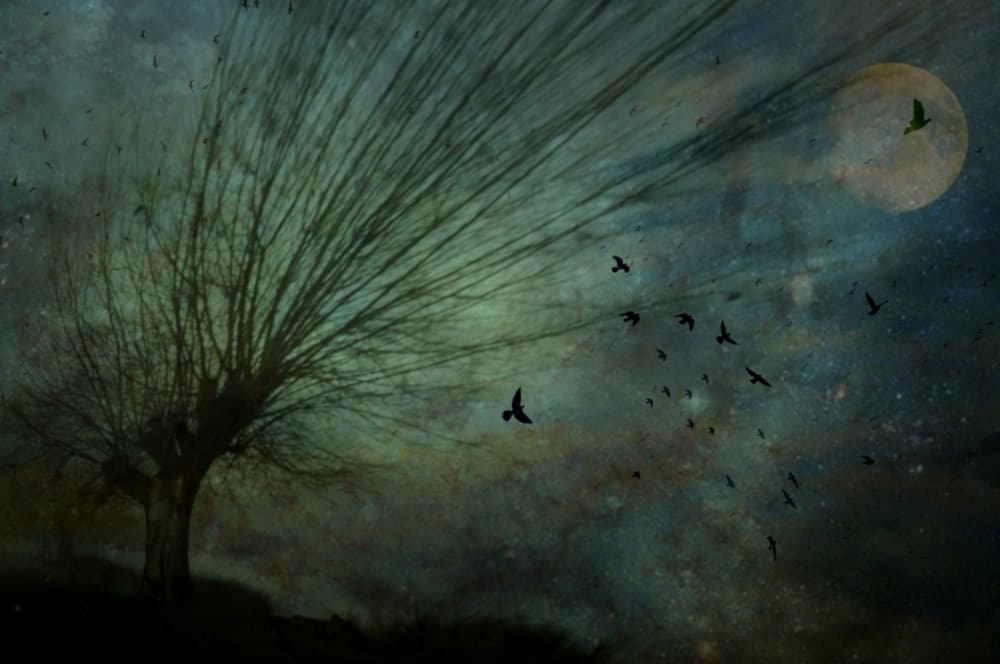 Moonlit Tree Flight by Robert Fabrowski — canvas wall art