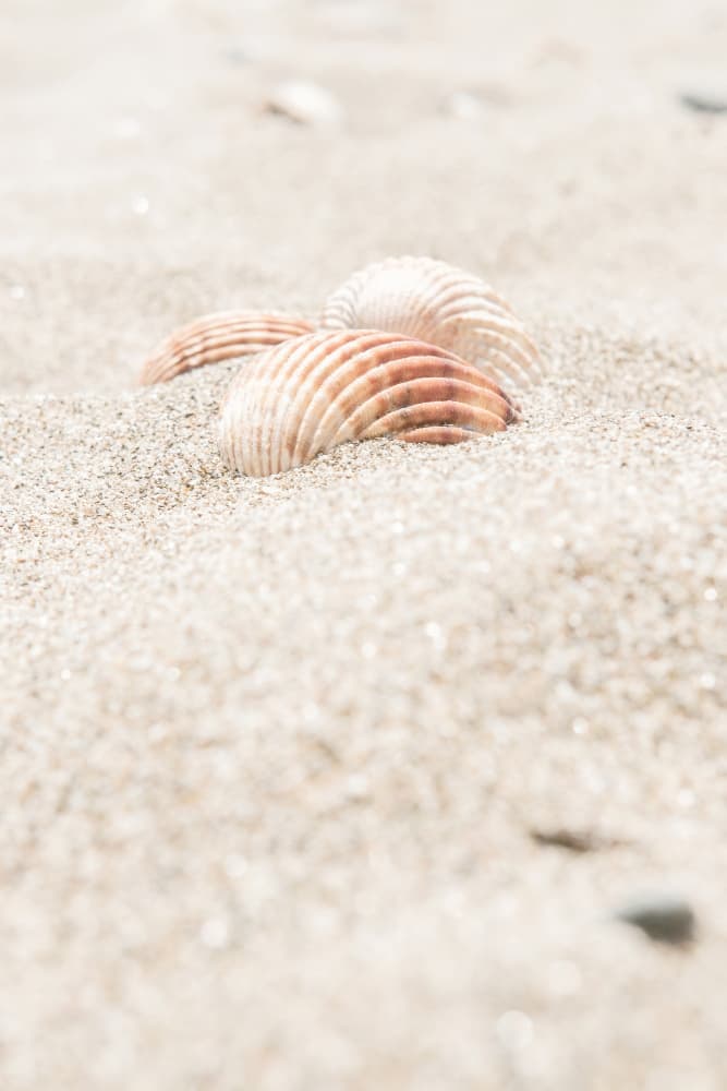 Serene Beach Shells by Pictufy Studio III — canvas wall art