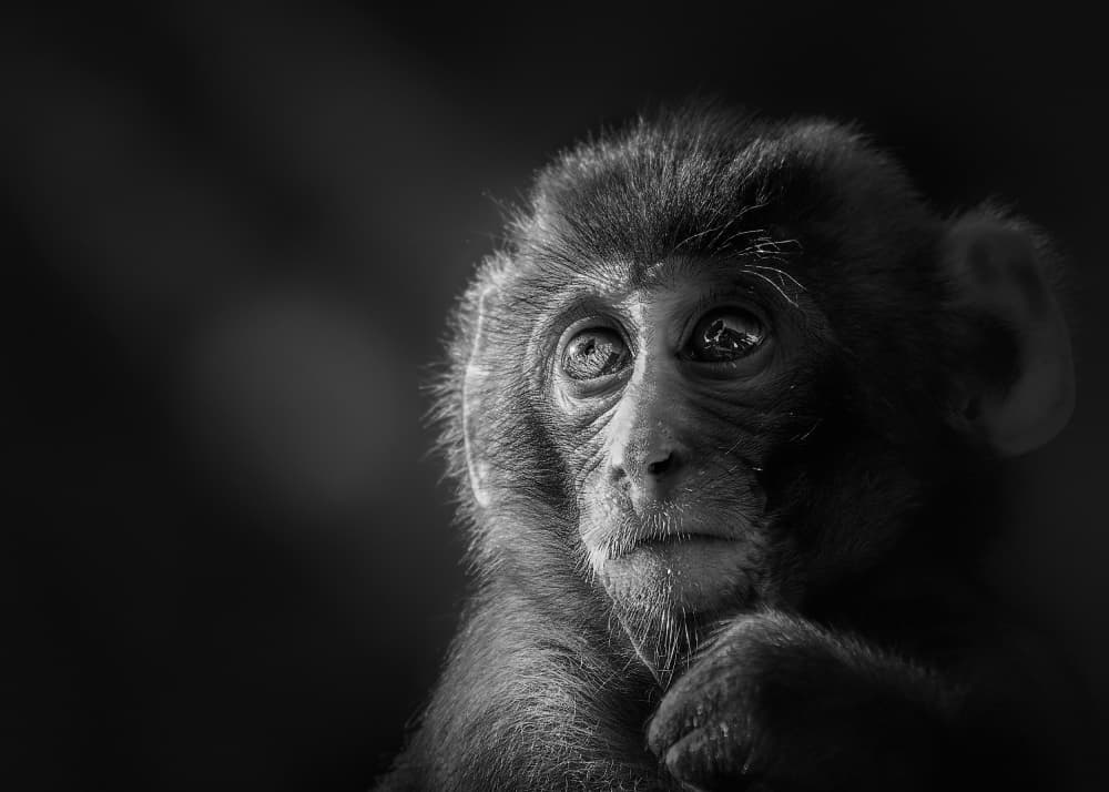 Thoughtful Baby Monkey by Kaisyakuji Yushi — canvas wall art