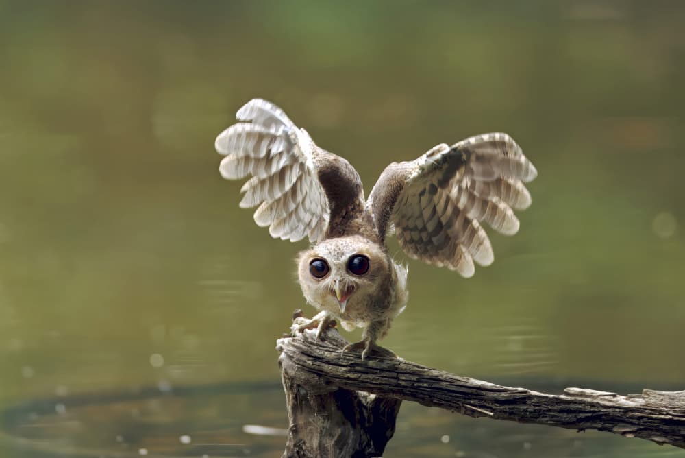 Little Owl Takes Flight by Gavin Lam — canvas wall art