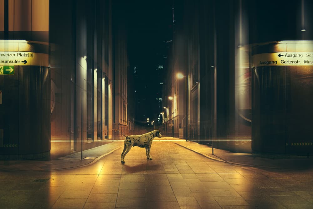 Dalmatian City Night by Heike Willers — canvas wall art