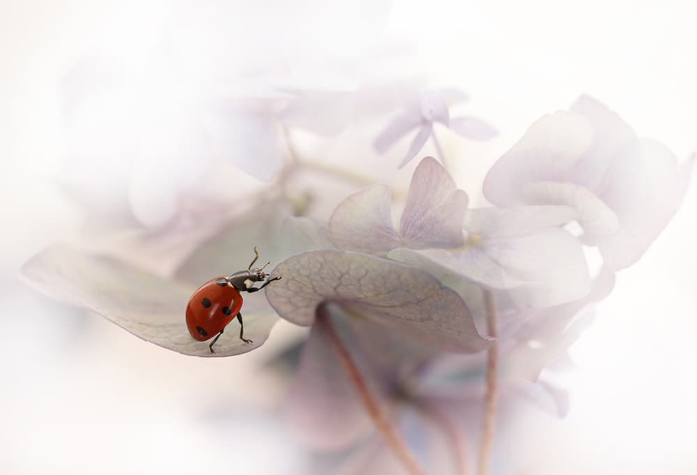 Red Ladybug on Hydrangea by Ellen van Deelen — canvas wall art