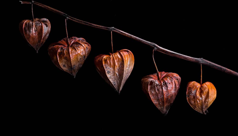 Dried Chinese Lanterns by Takashi Suzuki — canvas wall art