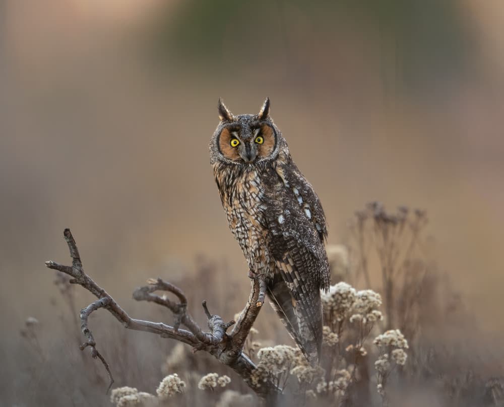 Watchful Forest Owl by Chao Feng 天馬 — canvas wall art