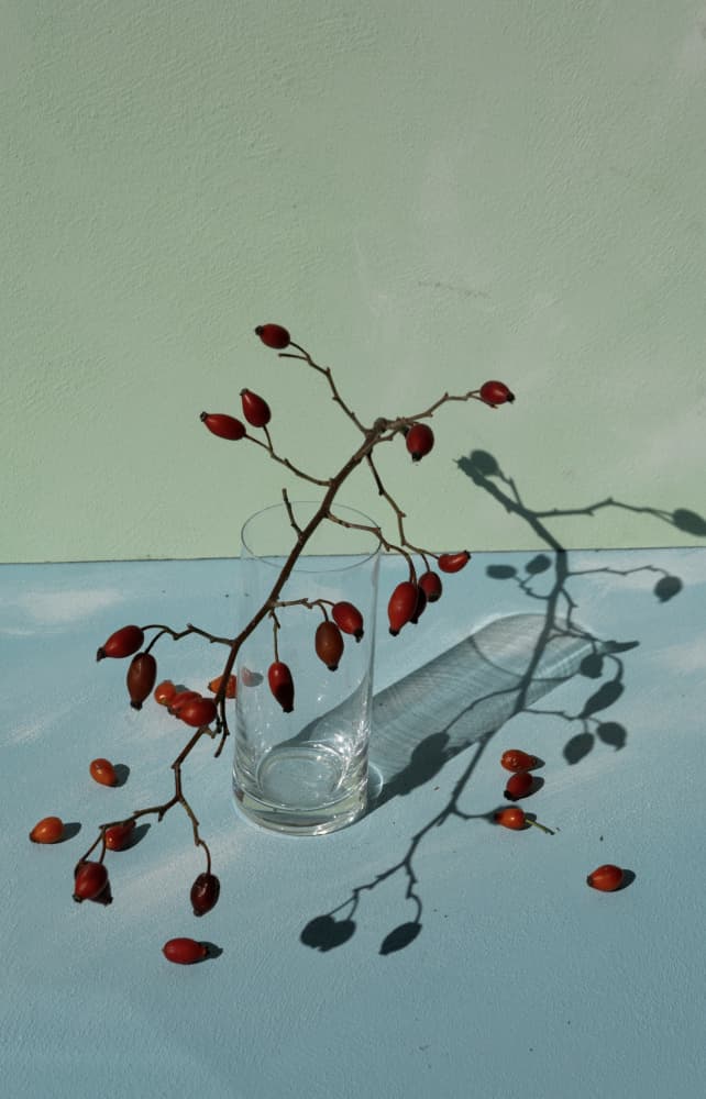 Rosehips and Shadows by Donatella Basso — canvas wall art