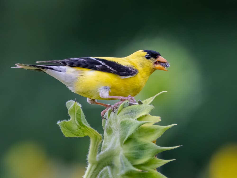 Goldfinch Sunflower Feast by Xiaohong Zhang — canvas wall art