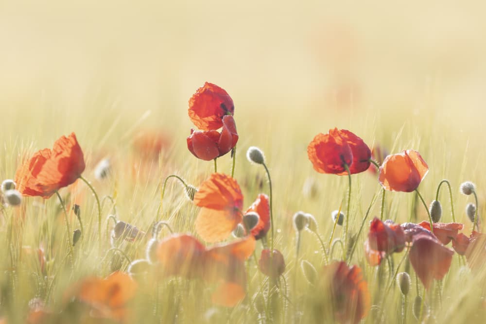 Sunlit Poppy Meadow by TONY GORAN — canvas wall art