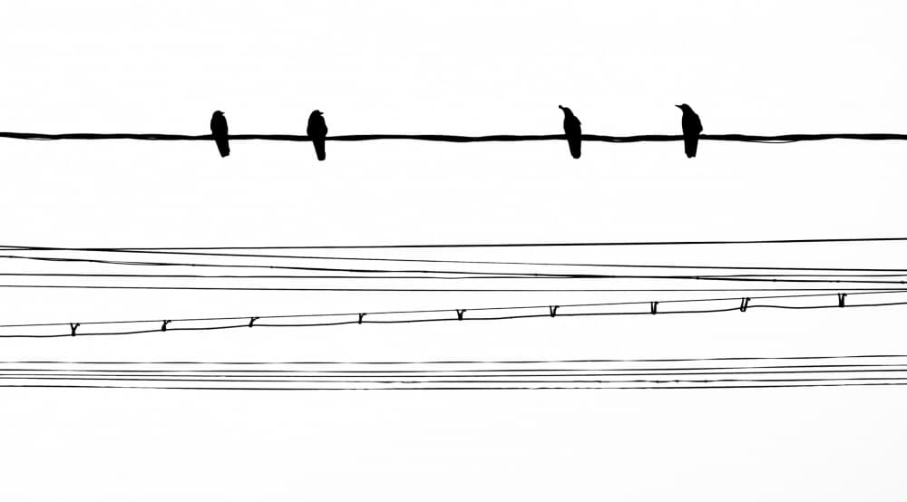 Four Birds on Wires by Alexandru Visan — canvas wall art