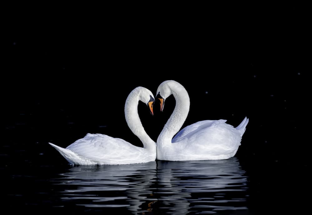 Elegant Swan Heart by Betty Liu — canvas wall art