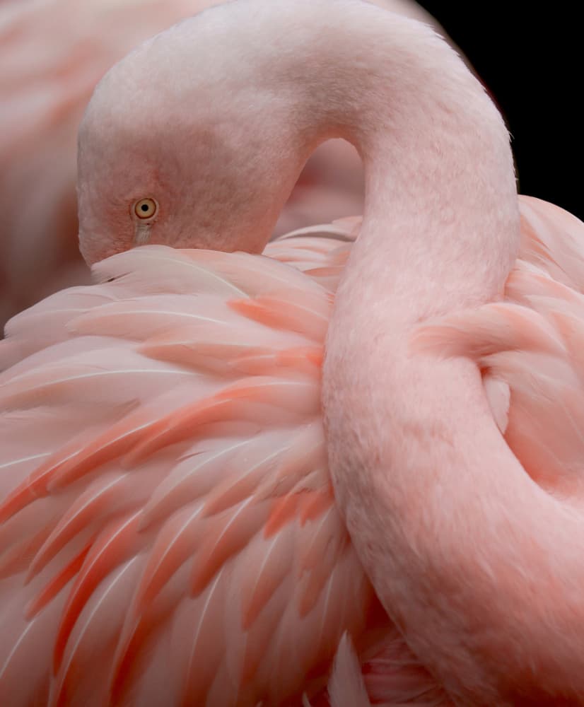 Elegant Pink Flamingo by Robin Wechsler — canvas wall art