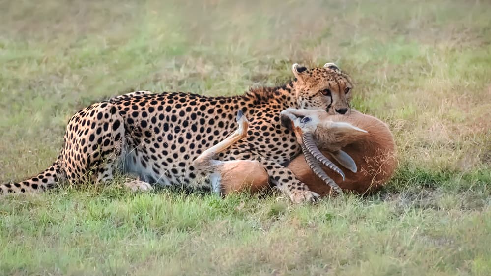 African Cheetah Hunt by Leah Xu — canvas wall art