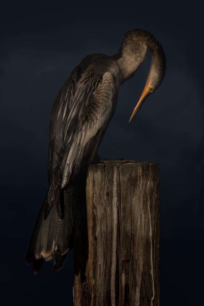 Moody Anhinga Portrait by Linda D Lester — canvas wall art