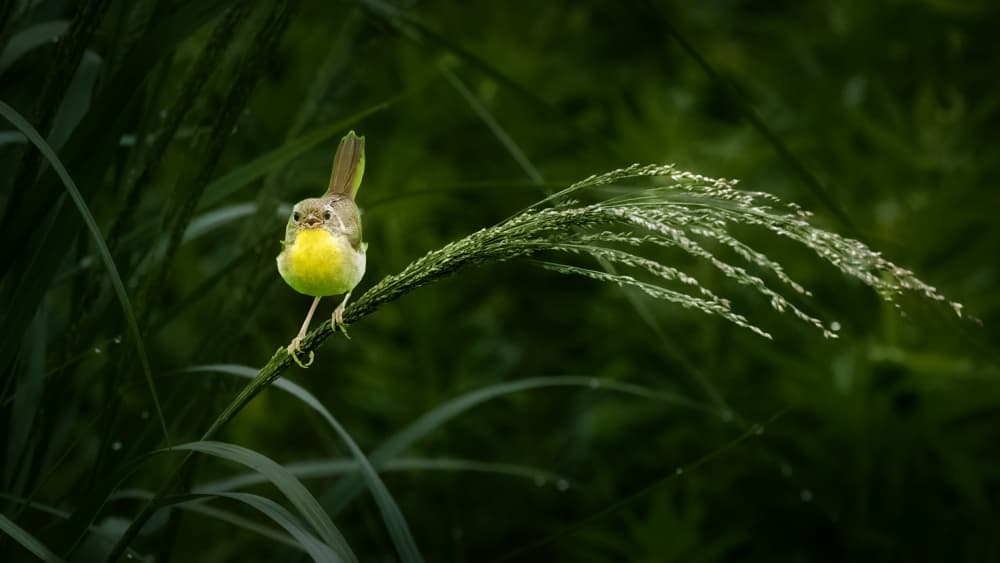 Little Bird In Green by Xiao Cai — canvas wall art