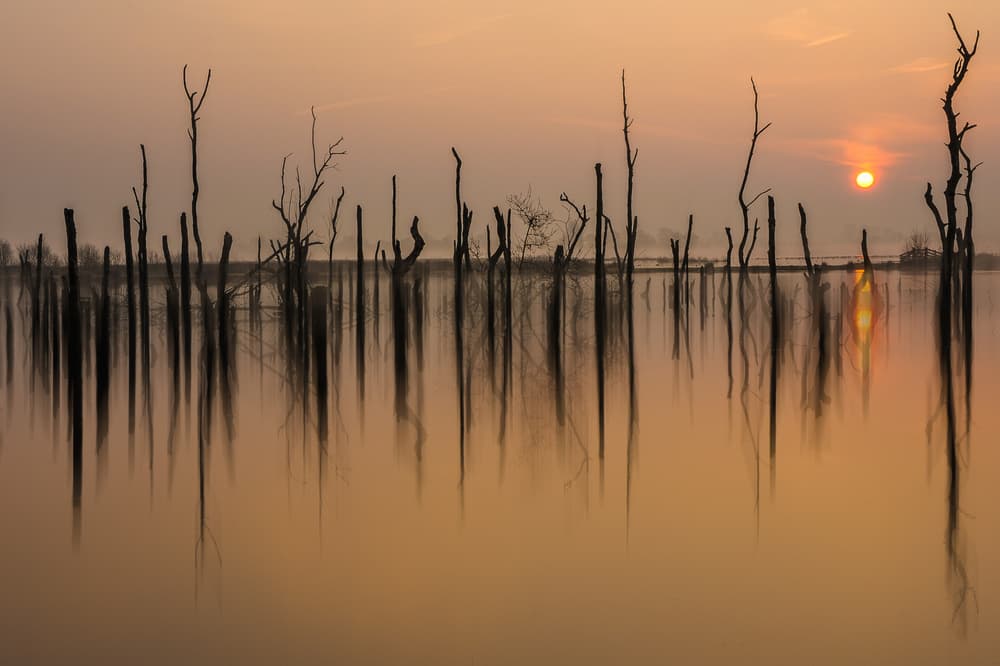 Serene Swamp Sunrise by Piet Haaksma — canvas wall art