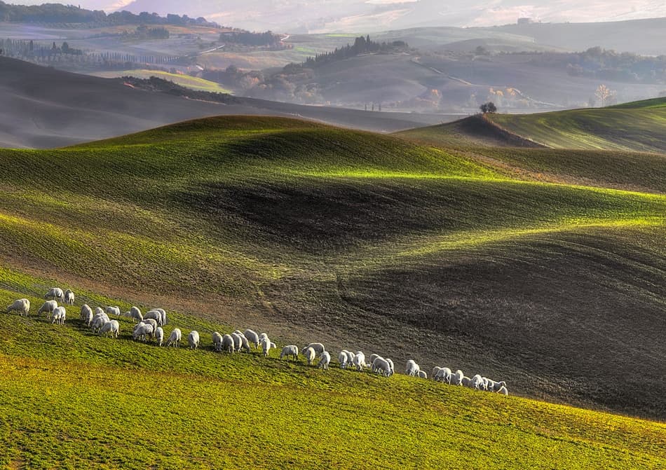 Sheep on Rolling Hills by Roman Lipinski © czeladnik — canvas wall art