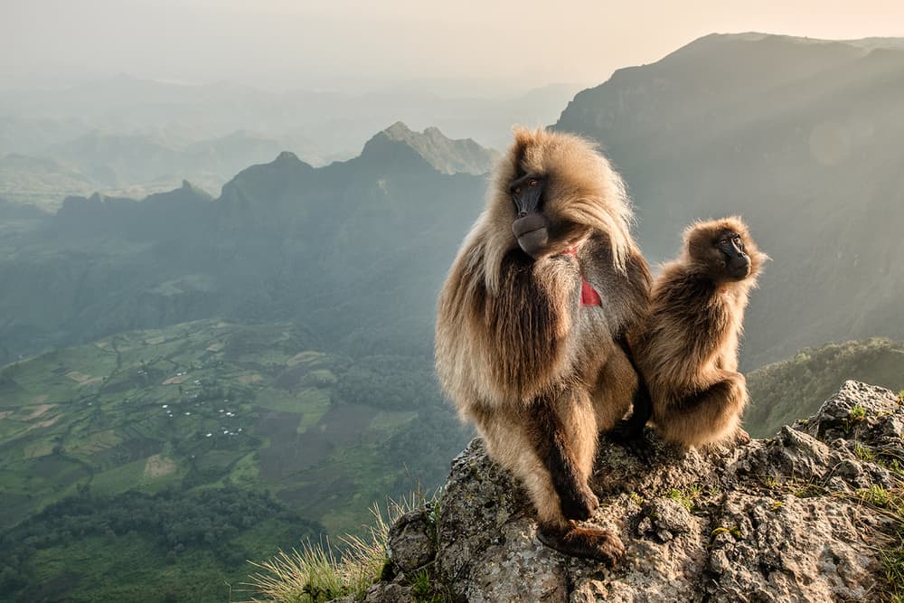 Gelada Baboons Mountain View by Luigi Ruoppolo — canvas wall art