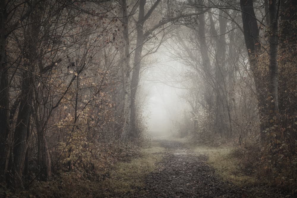 Mysterious Forest Path by Norbert Maier — canvas wall art