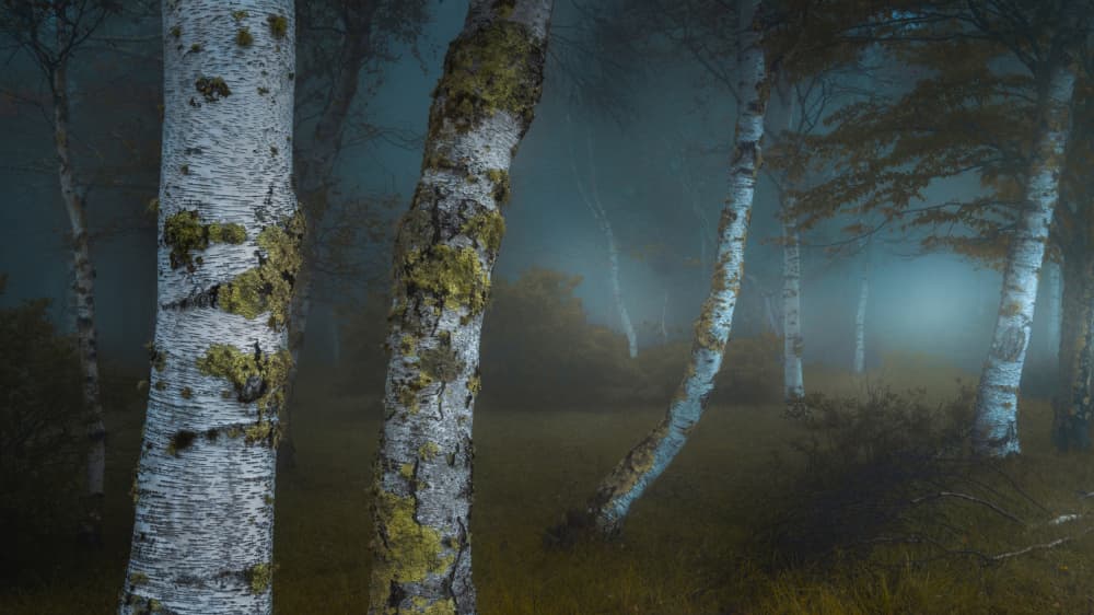 Misty Birch Forest by Masaki Sugita — canvas wall art