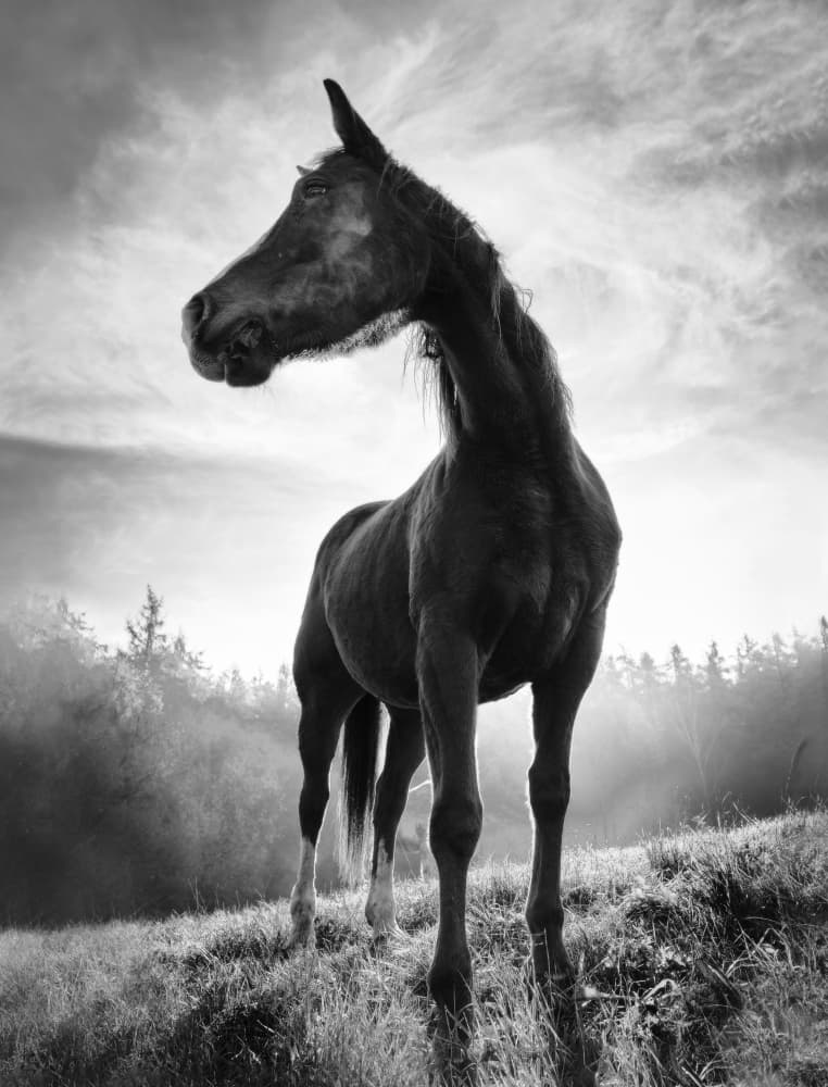 Mystic Stallion Rising by Alessandro Accordini — canvas wall art