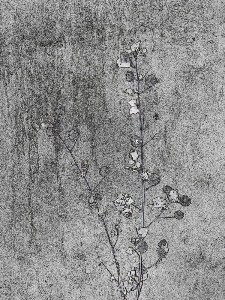 Concrete Botanical Sketch by Santhosh ch — canvas wall art
