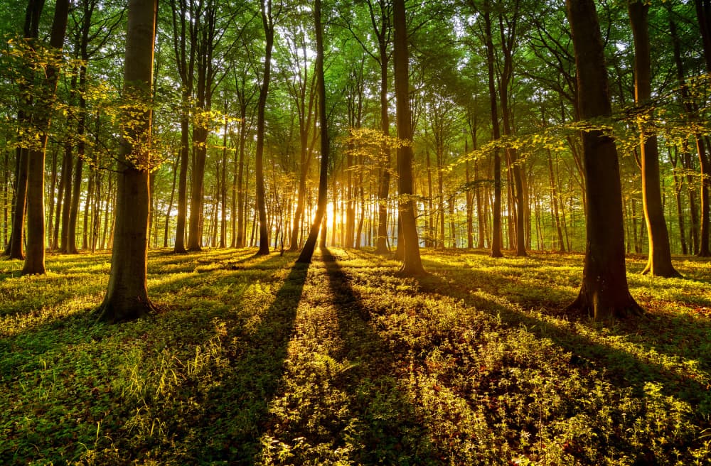 Golden Hour Forest by Keller — canvas wall art