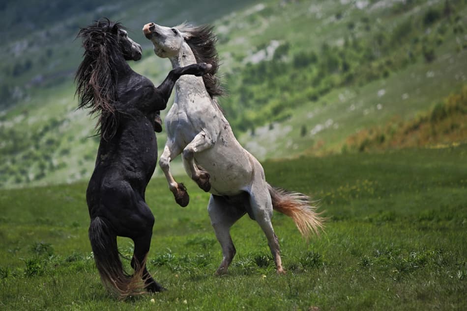 Untamed Horse Power by Vedran Vidak — canvas wall art
