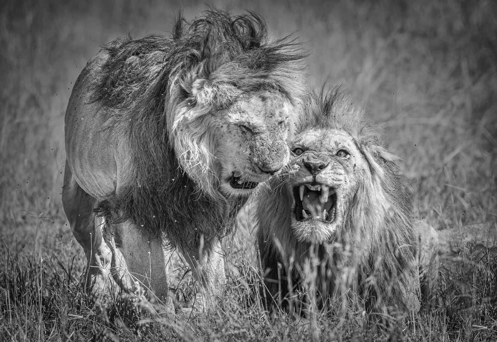 Fierce Lion Intensity by Jeffrey C. Sink — canvas wall art