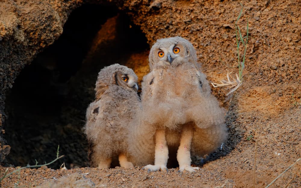 Curious Owl Chicks by Assaf Gavra — canvas wall art