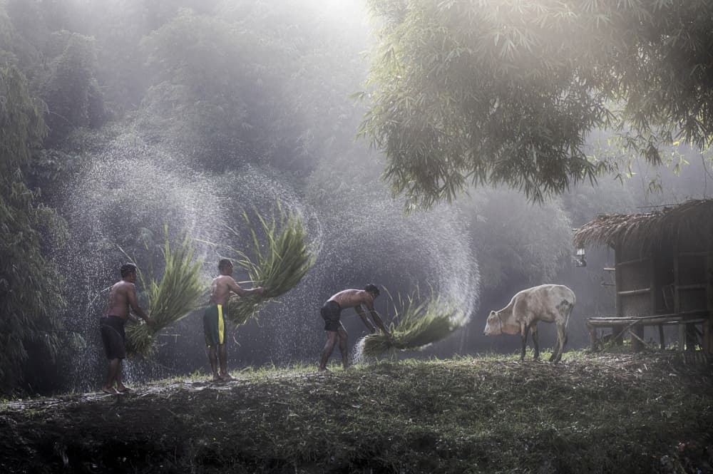 Misty Rice Field Farmers by Angela Muliani Hartojo — canvas wall art
