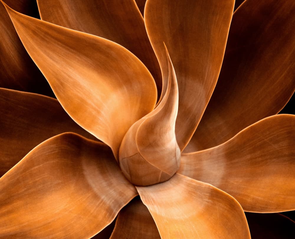 Orange Agave Curves by Robin Wechsler — canvas wall art