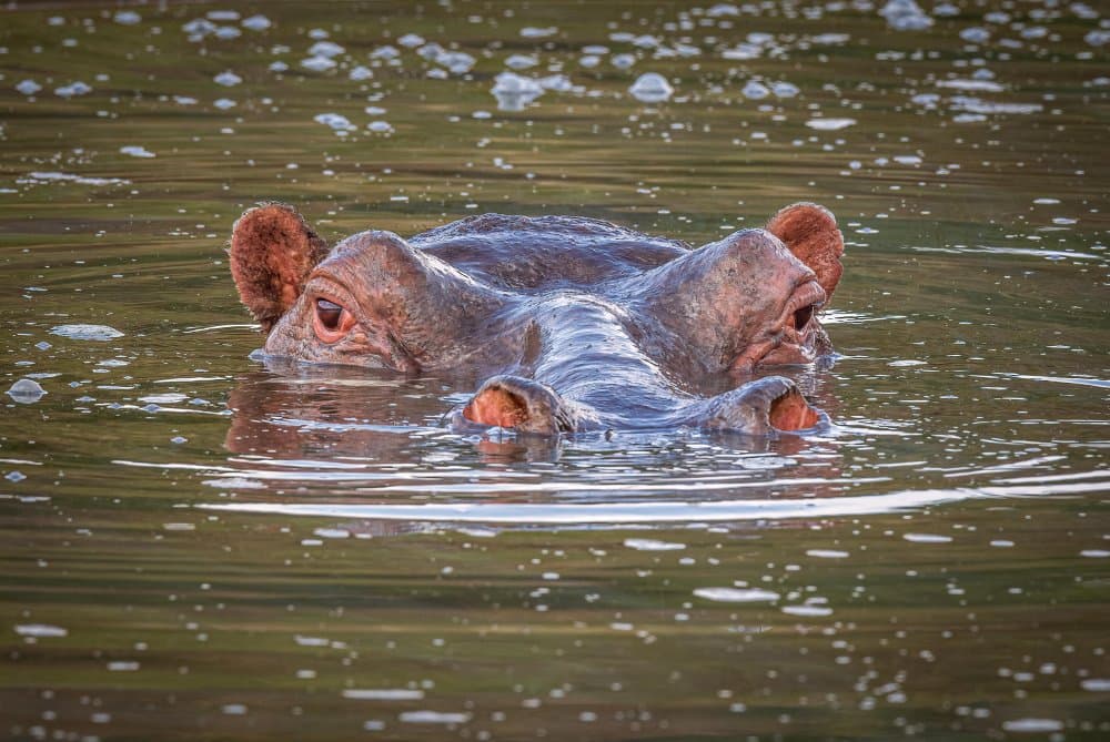 African Hippo Submerged by Jeffrey C. Sink — canvas wall art