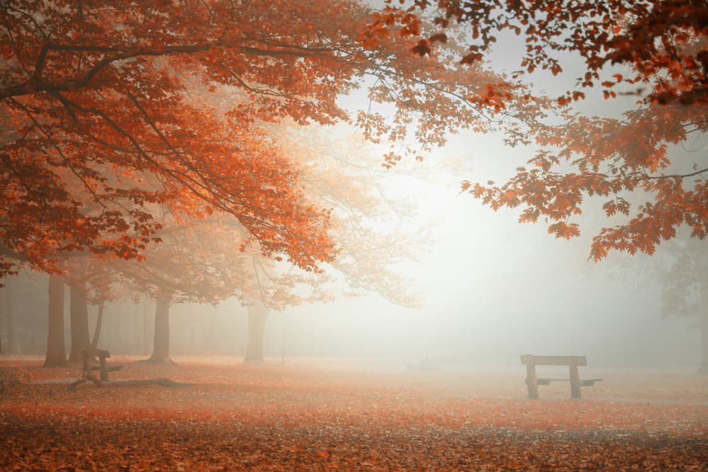 Misty Autumn Park by Saskia Dingemans — canvas wall art