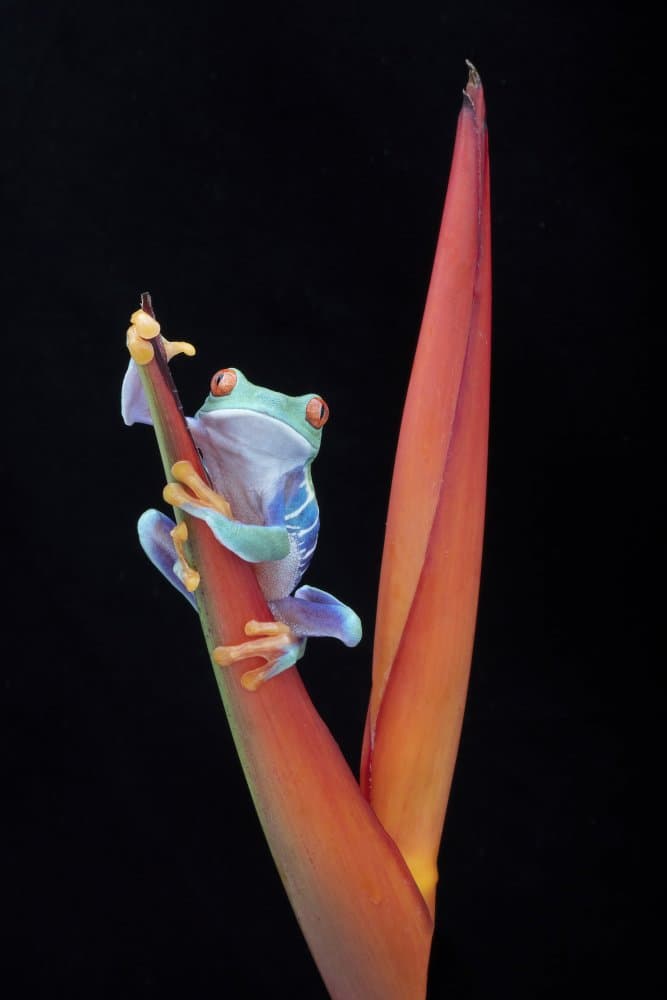 Vibrant Red-Eyed Frog by Linda D Lester — canvas wall art