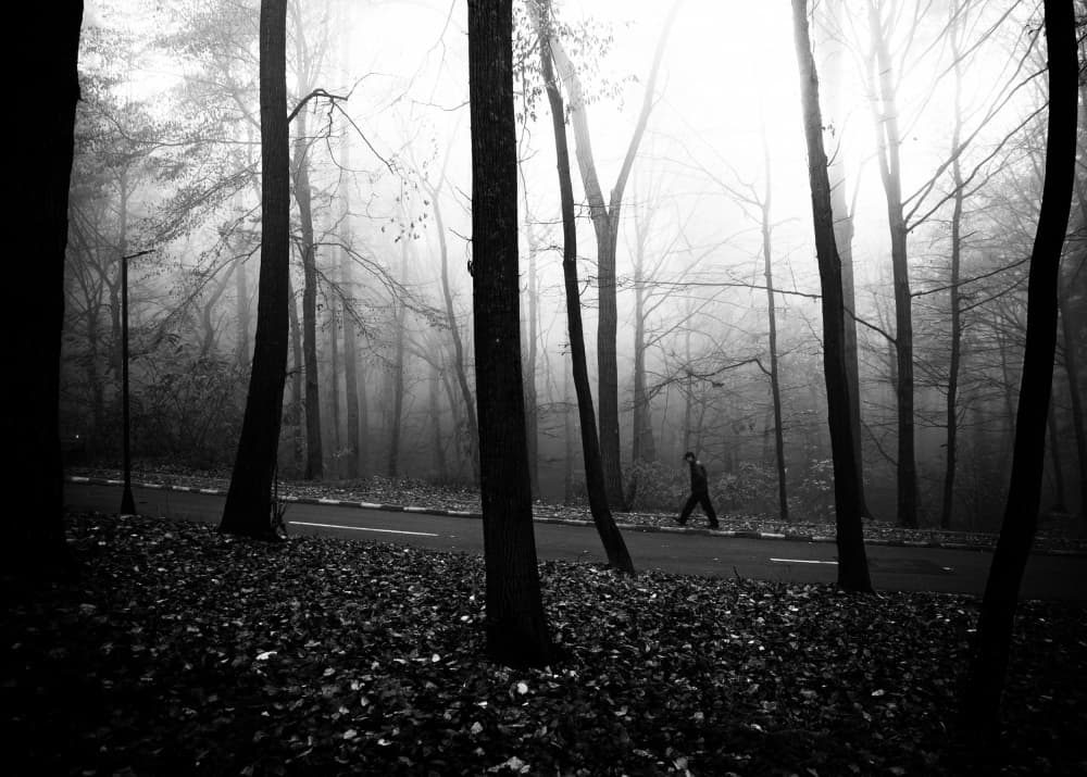 Moody Forest Walk by Julien Oncete — canvas wall art