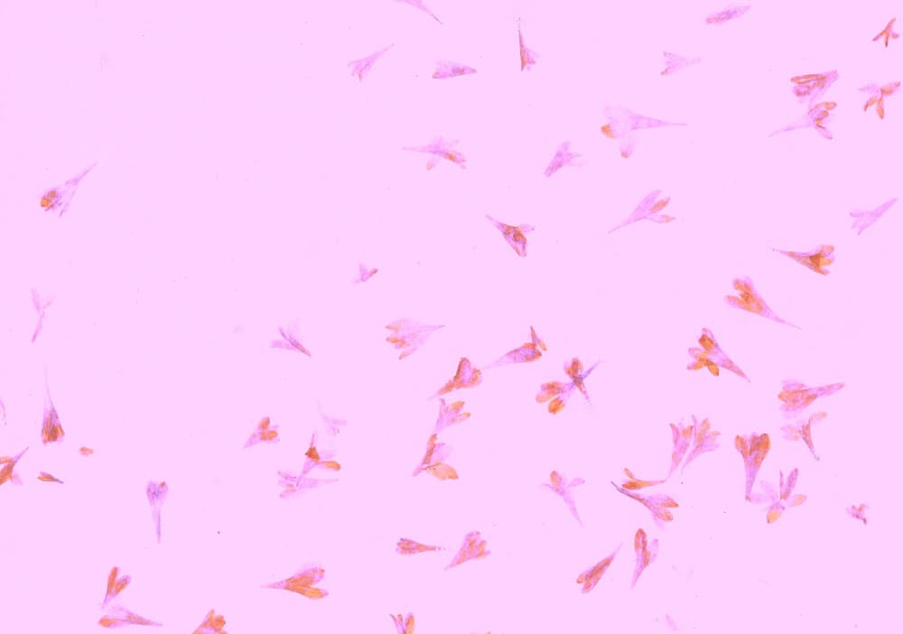 Scattered Pink Petals by Santhosh ch — canvas wall art