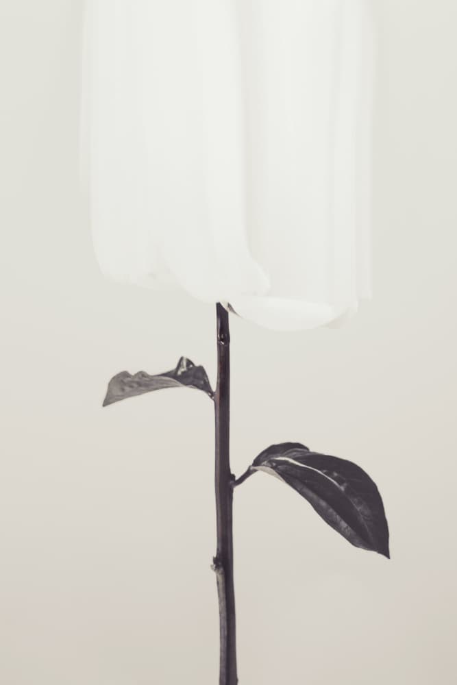 Ethereal Fabric Flower by Pictufy Studio III — canvas wall art