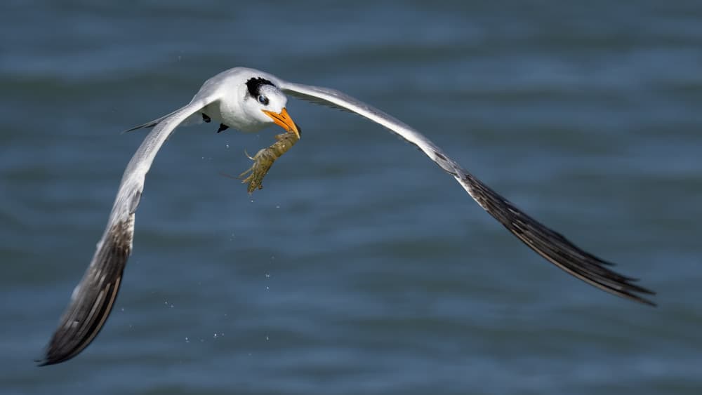 Royal Tern Fishing Flight by John Fan — canvas wall art